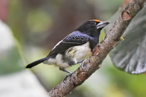 Orange-fronted Barbet