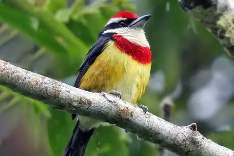 Scarlet-banded Barbet
