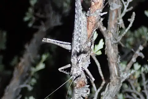 One-tooth Longwing