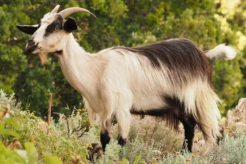 Domestic Goat