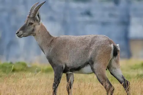 Alpine Ibex