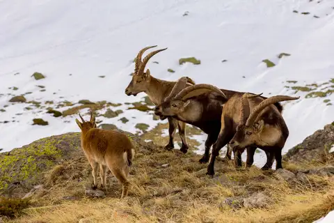 Iberian Ibex
