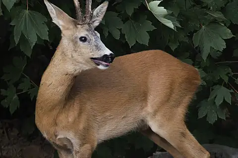 Western Roe Deer