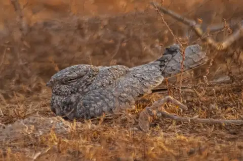 Egyptian Nightjar