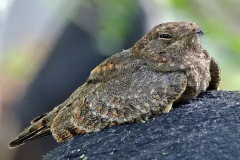 Savanna Nightjar