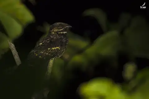 Andaman Nightjar