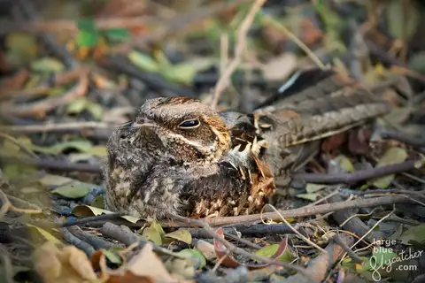 Indian Nightjar