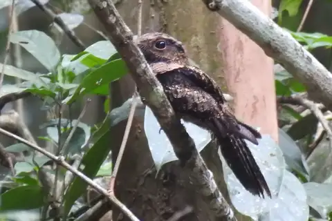 Bates's Nightjar