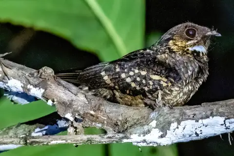 Sulawesi Nightjar
