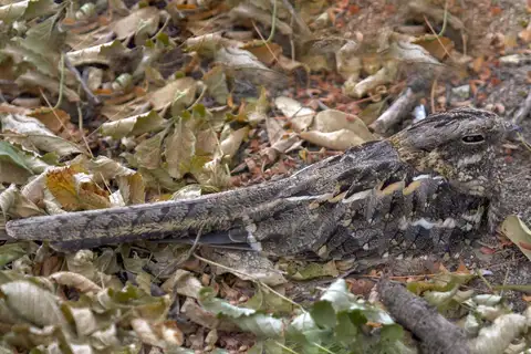 Slender-tailed Nightjar