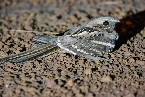 Long-tailed Nightjar