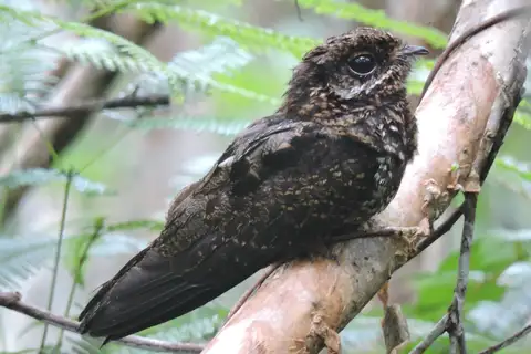 Bonaparte's Nightjar