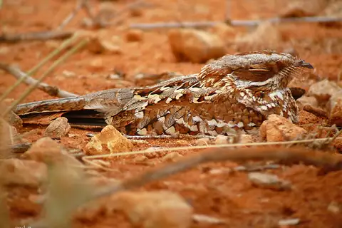 Donaldson Smith's Nightjar