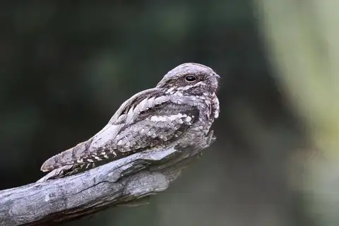 European Nightjar
