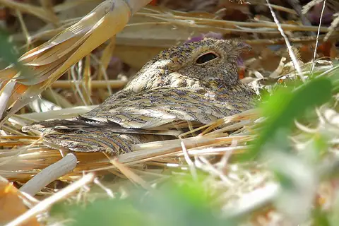Golden Nightjar