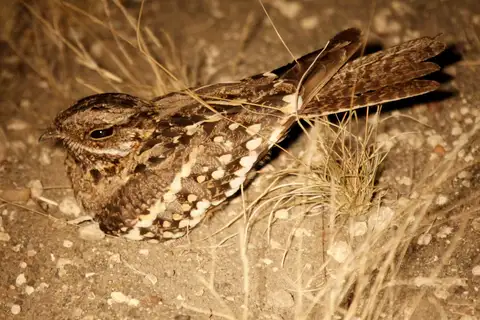Square-tailed Nightjar