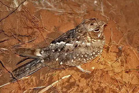 Sombre Nightjar