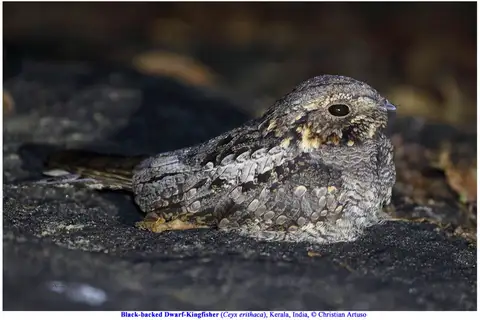 Jungle Nightjar
