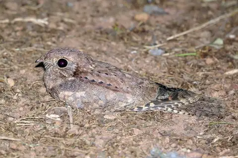 Plain Nightjar