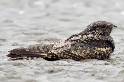 Grey Nightjar
