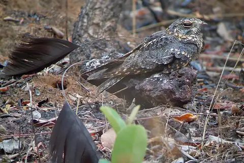 Standard-winged Nightjar