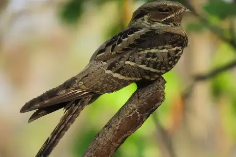 Large-tailed Nightjar