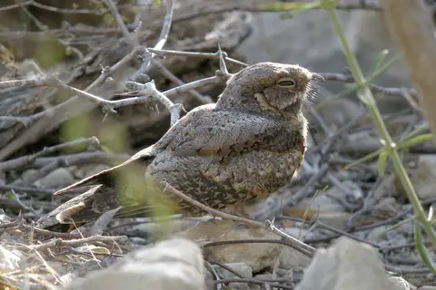 Madagascar Nightjar