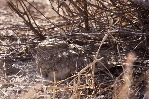 Sykes's Nightjar
