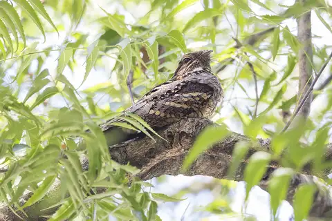 Philippine Nightjar