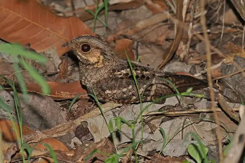 Mees's Nightjar