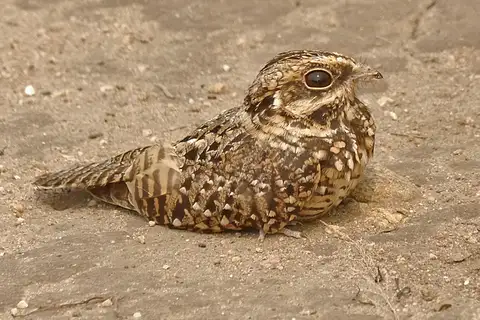 Swamp Nightjar