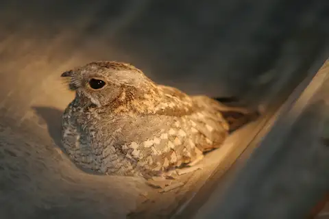 Nubian Nightjar