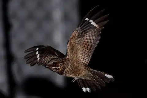 Fiery-necked Nightjar
