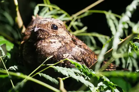 Palau Nightjar