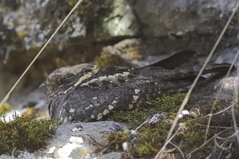 Montane Nightjar