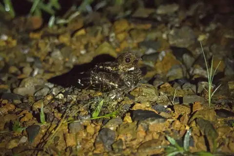 Salvadori's Nightjar