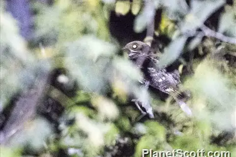 Timor Nightjar