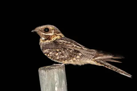 Red-necked Nightjar