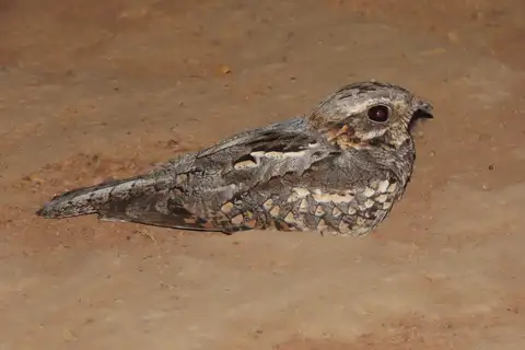 Rufous-cheeked Nightjar