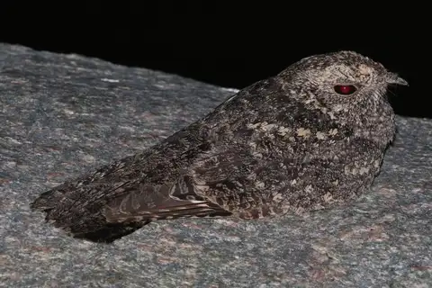 Freckled Nightjar