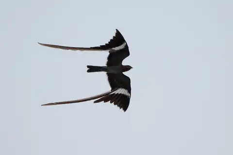 Pennant-winged Nightjar