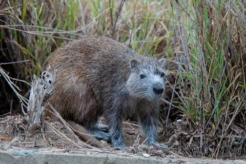 Cuban Ground Hutia