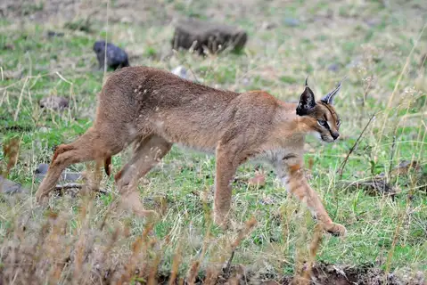 Caracal