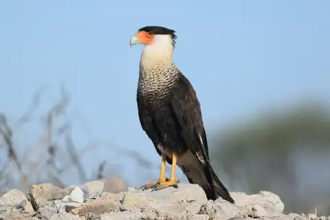 Crested Caracara
