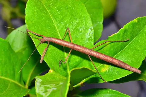 Indian Walking Stick