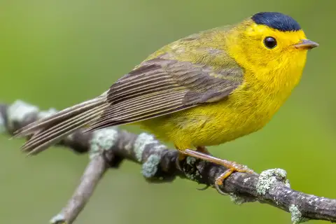 Wilson's Warbler