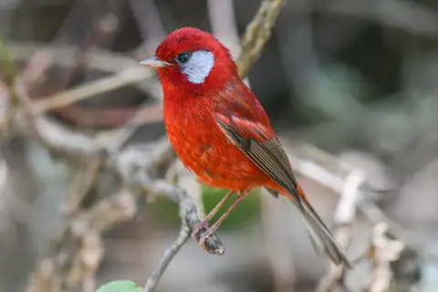 Red Warbler