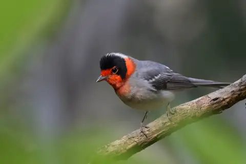 Red-faced Warbler