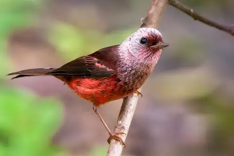 Pink-headed Warbler