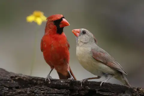 Northern Cardinal